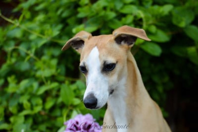 https://chiens-de-france.com/photo/chiens/2026_02/tn200/TN200_2026022723304969a21b19a6c58.jpg