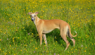 https://chiens-de-france.com/photo/chiens/2026_02/tn200/TN200_2026022723321469a21b6e61865.jpg