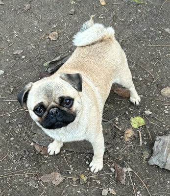 UKY Of Bully's Leine