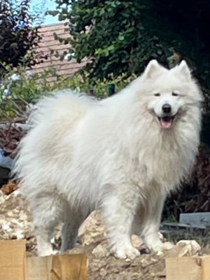 The White Paradise Du Val Danton