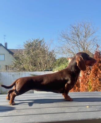 https://chiens-de-france.com/photo/chiens/2026_02/tn200/TN200_2026030413423869a828be05454.jpg
