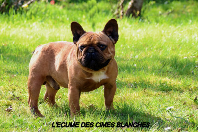 VIP de l'écume des cimes blanches