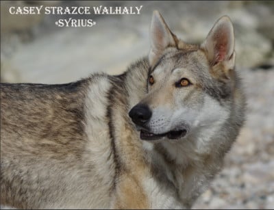 CH. Casey strazce walhaly