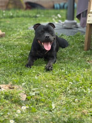 https://chiens-de-france.com/photo/chiens/2026_02/tn200/TN200_2026041900240269e404829f7ff.jpg
