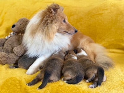 https://chiens-de-france.com/photo/chiens/2026_02/tn200/TN200_2026050317573569f7706f4f076.jpg