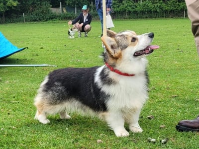 https://chiens-de-france.com/photo/chiens/2026_02/tn200/TN200_202606071238476a254a376ac11.jpg