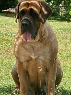 https://chiens-de-france.com/photo/chiens/2026_02/tn200/TN200_202606141607406a2eb5ac03bbe.jpg