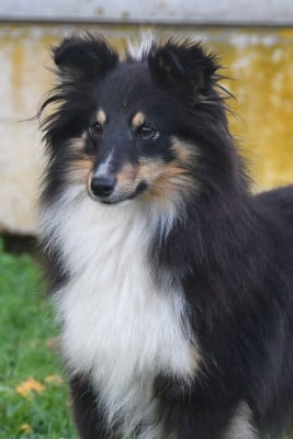https://chiens-de-france.com/photo/chiens/2026_02/tn200/TN200_202607172237206a5a92809d484.jpg
