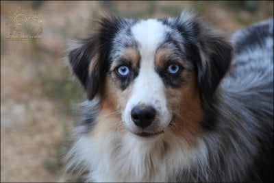 https://chiens-de-france.com/photo/chiens/2026_02/tn200/TN200_202607251453136a64b1b941b32.jpg