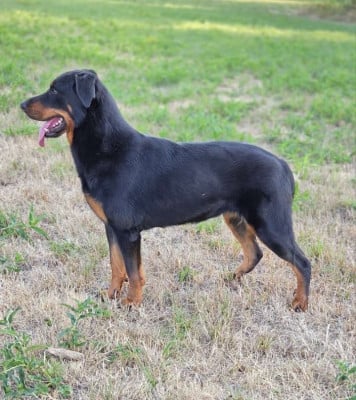 https://chiens-de-france.com/photo/chiens/2026_02/tn200/TN200_202607310944106a6c524ab2d62.jpg