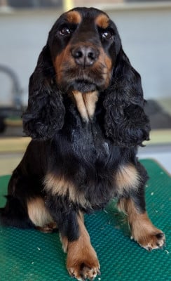 https://chiens-de-france.com/photo/chiens/2026_03/tn200/TN200_2026030109532769a3fe87989f9.jpg