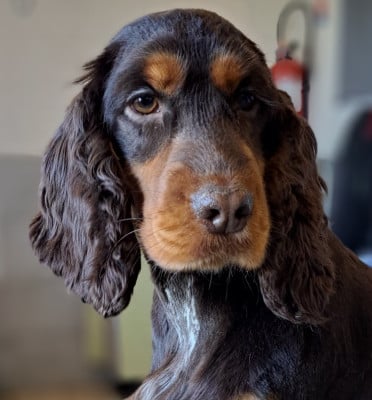 https://chiens-de-france.com/photo/chiens/2026_03/tn200/TN200_2026030109573069a3ff7a50956.jpg
