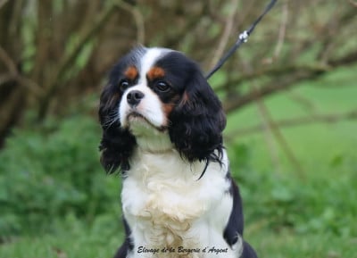 https://chiens-de-france.com/photo/chiens/2026_03/tn200/TN200_2026030217360769a5bc779367f.jpg
