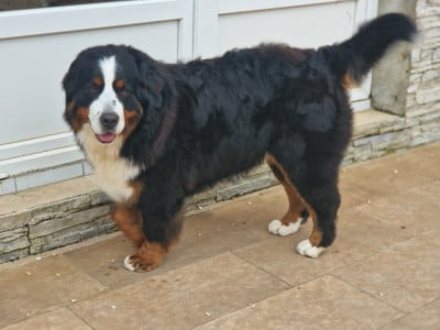 https://chiens-de-france.com/photo/chiens/2026_03/tn200/TN200_2026030313351669a6d584e193c.jpg