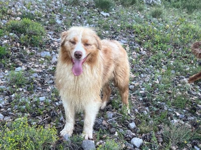 U2 du Château de l'Amour