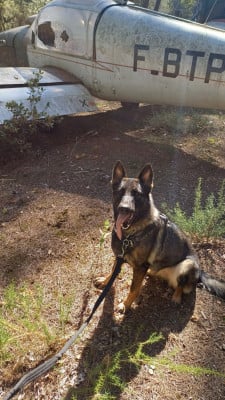 https://chiens-de-france.com/photo/chiens/2026_03/tn200/TN200_2026030511451769a95ebde0b1c.jpg