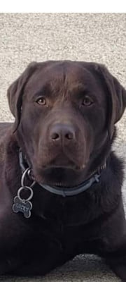 Rocky du Clos des moulinets