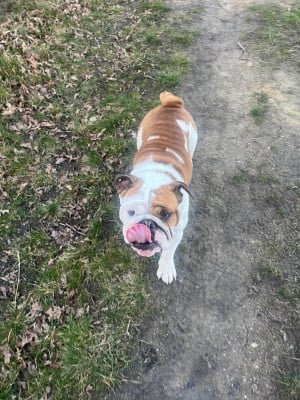 https://chiens-de-france.com/photo/chiens/2026_03/tn200/TN200_2026030522300469a9f5dc988cd.jpg