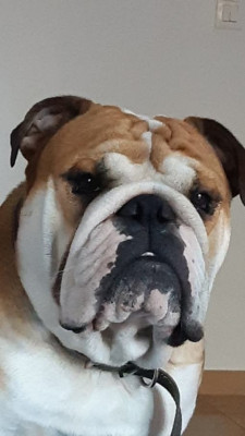 Sir Spryte Des éclats De Cassiopée