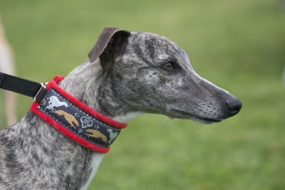 https://chiens-de-france.com/photo/chiens/2026_03/tn200/TN200_2026030609262369aa8fafe603d.jpg