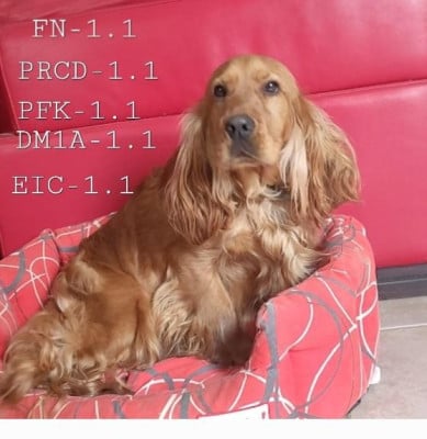 vaillant Des Vents D'Oc?an