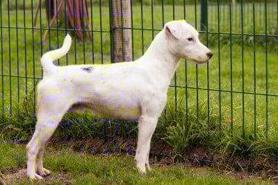 Thadéus The Magnificent Fox Hunter