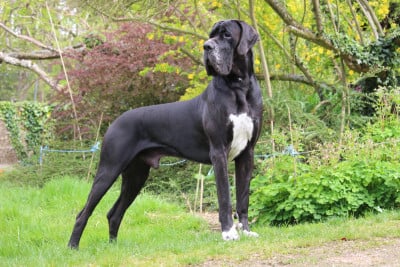 CH. Illix del negre de la perla