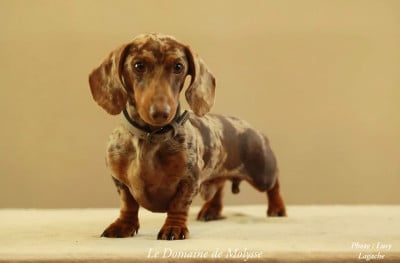 Kardamom clever brave