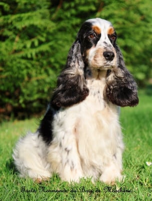 https://chiens-de-france.com/photo/chiens/2026_03/tn200/TN200_2026030923053069af442a959ad.jpg