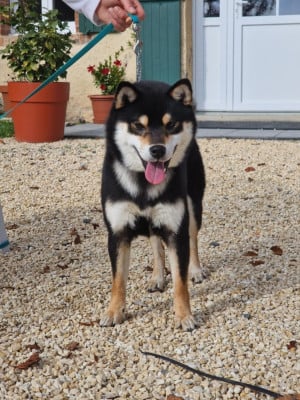 V'kuroharu du Bois de Compiègne