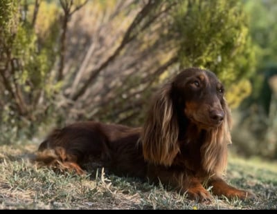 Tom pouce des anges de l apocalypse