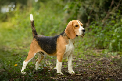 Venom Lou Crystal Song