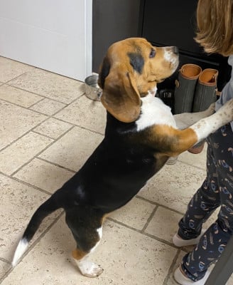 https://chiens-de-france.com/photo/chiens/2026_03/tn200/TN200_2026031219213469b3042e2df50.jpg