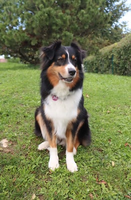 https://chiens-de-france.com/photo/chiens/2026_03/tn200/TN200_2026031408184869b50bd8b1be0.jpg