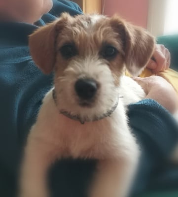 https://chiens-de-france.com/photo/chiens/2026_03/tn200/TN200_2026031611462069b7df7cba9e3.jpg