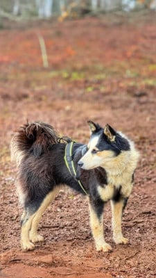 https://chiens-de-france.com/photo/chiens/2026_03/tn200/TN200_2026031617132369b82c237c4f5.jpg