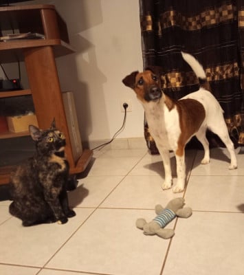 https://chiens-de-france.com/photo/chiens/2026_03/tn200/TN200_2026031621582469b86ef0a99d8.jpg