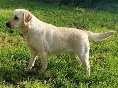 https://chiens-de-france.com/photo/chiens/2026_03/tn200/TN200_2026031710002869b9182c4a577.jpg