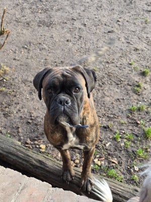 https://chiens-de-france.com/photo/chiens/2026_03/tn200/TN200_2026031809230969ba60ed413a7.jpg