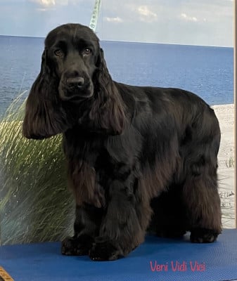 https://chiens-de-france.com/photo/chiens/2026_03/tn200/TN200_2026032008030169bcf12559314.jpg