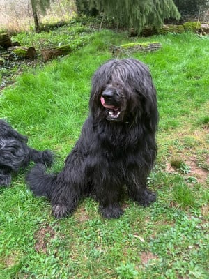 VELOURS Des Feuilles Bleues