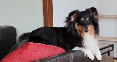 https://chiens-de-france.com/photo/chiens/2026_03/tn200/TN200_2026032112145369be7dad9adf7.jpg