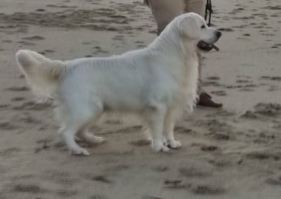 Single Malt dit Highland de la côte des hortensias Single Malt dit Highland de la côte des hortensias