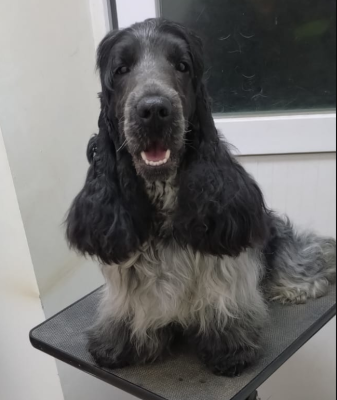 forever rizi bizi Orson