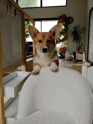 Velvet des Jardins de Becky