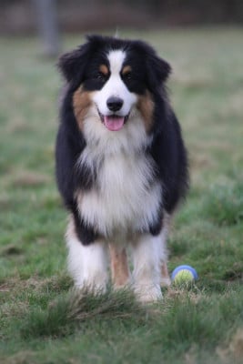 NEBESHIY ABJANS ODDI