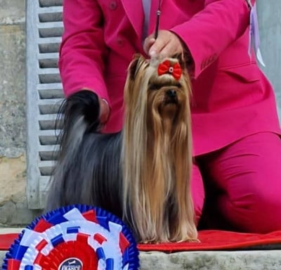 CH. Hunderwood Tresor Absolu