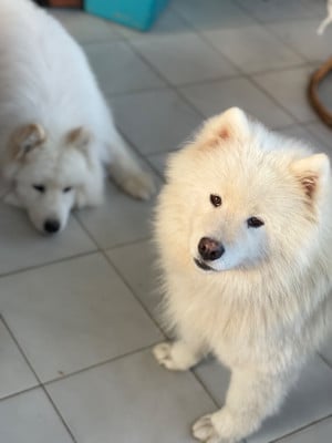 https://chiens-de-france.com/photo/chiens/2026_03/tn200/TN200_2026032514020069c3dcc8ef074.jpg