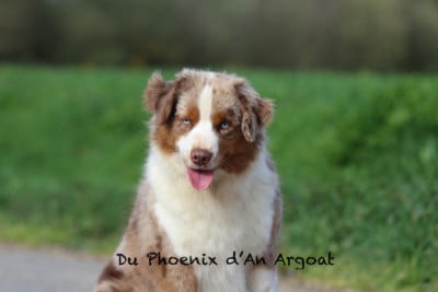 https://chiens-de-france.com/photo/chiens/2026_03/tn200/TN200_2026032514504469c3e83416f8e.jpg