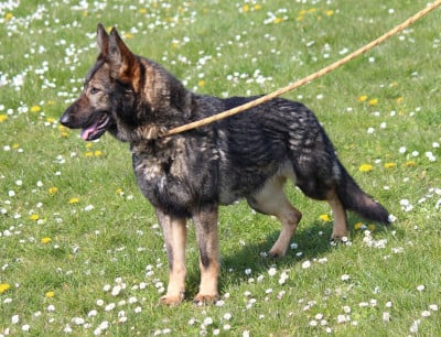 https://chiens-de-france.com/photo/chiens/2026_03/tn200/TN200_2026032514580369c3e9eb5a555.jpg